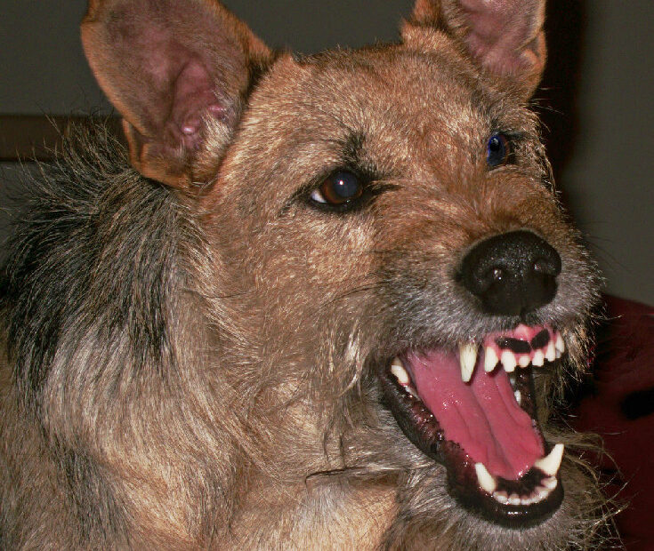 Zähnefletschender Hund